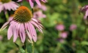 Echinacea-1-300x169-landscape-02edac10e679723465a321681080f5aa-