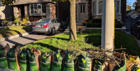 Garden-Cleanup-006