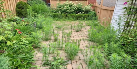 Garden-Cleanup-Before-001-720x440-panorama-a0804d89c2d9cf3de064e8a43d1e8f34-