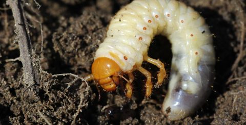 Grub-landscape-30e62bc951a3996de7f1760df08da79a-
