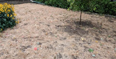 Lawn-Assessments-720x440-landscape-923552121e15c698d2f26a0c325f628e-