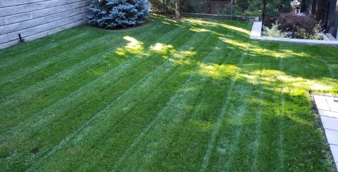 Lawn-Mowing-007