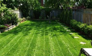 Lawn-Mowing-017