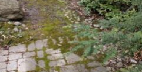 Moss-300x169-landscape-4fda6e0a0a2b2afdf159355ac46533a0-