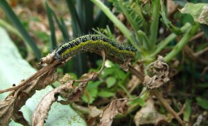 A closeup high angle shot of a Cabbage White Butterfly caterpillar eating leaves