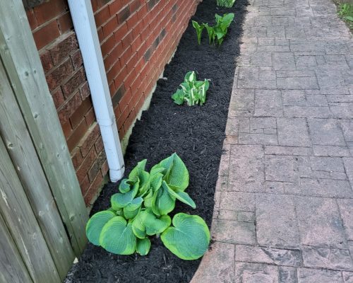 mulch