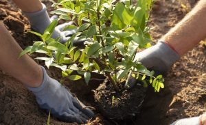 people-planting-tree-countryside